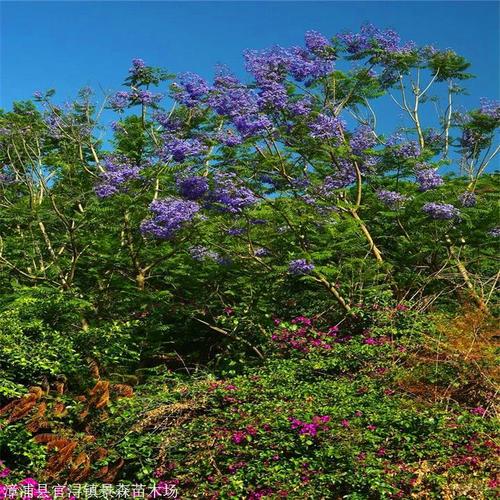 供应蓝花楹树河南蓝花楹容器苗大型蓝花楹种植基地