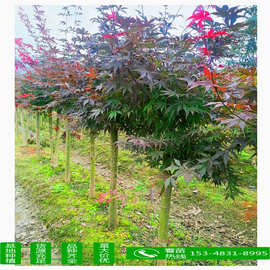 红枫树种植