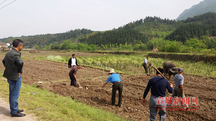 溪里凤村借力中药材种植助脱贫