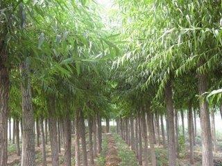 灵川林木种植/具有口碑的林木种植广西提供