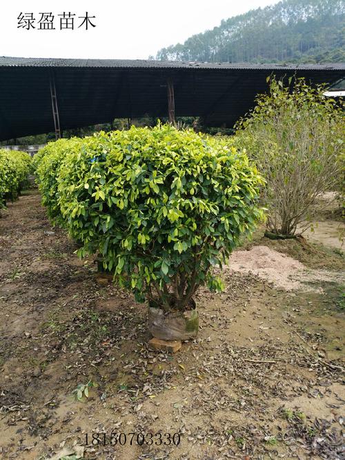 黄金榕球高度1米5绿化树 绿篱用小灌丛产品供应 球形等各种造型齐示例