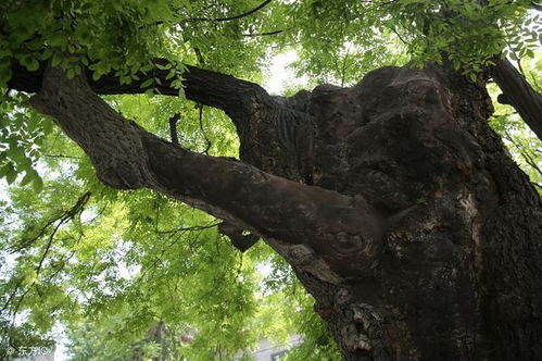 这种树果实能入药,专门治痔疮,还是最常见绿化植物 你认识吗