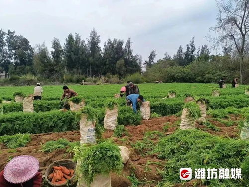 寿光 一根跨纬度 迁徙 的胡萝卜