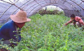 规模化繁育红豆杉苗木 林农苗圃除草热情高