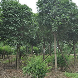 桂花 - 树木 - 眉山市东坡区绿景园林苗圃种植场/眉山苗木基地/眉山园林/眉山种植场/www.msljylmp.com