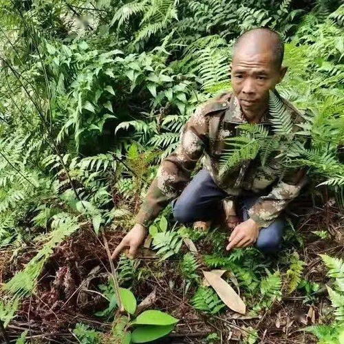 注意 采挖 买卖这种野生植物会犯法